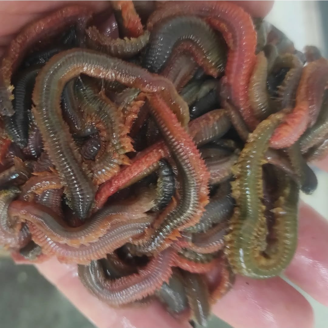 Naturköder Preise 2025