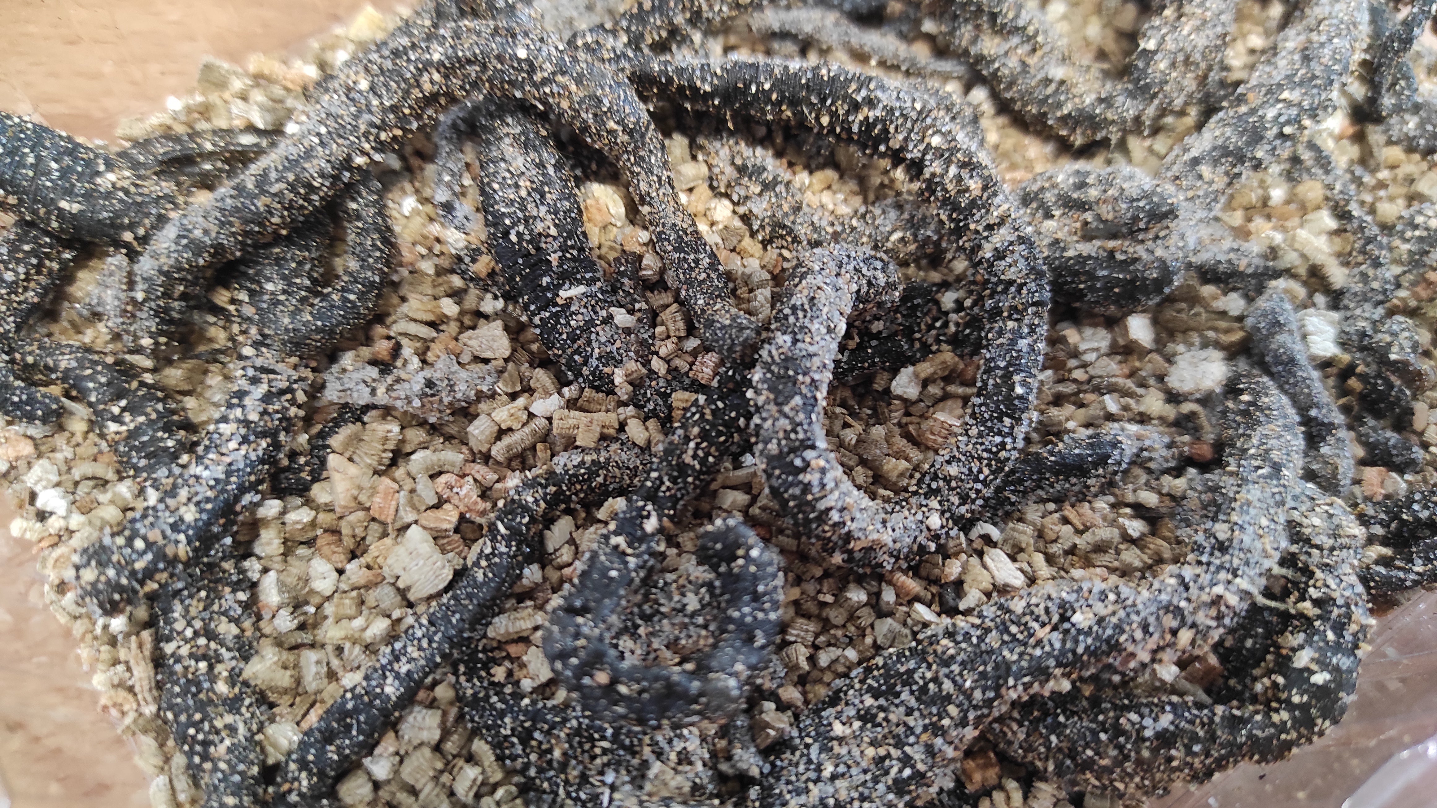 tock! Swattis Wattwürmer getrocknet