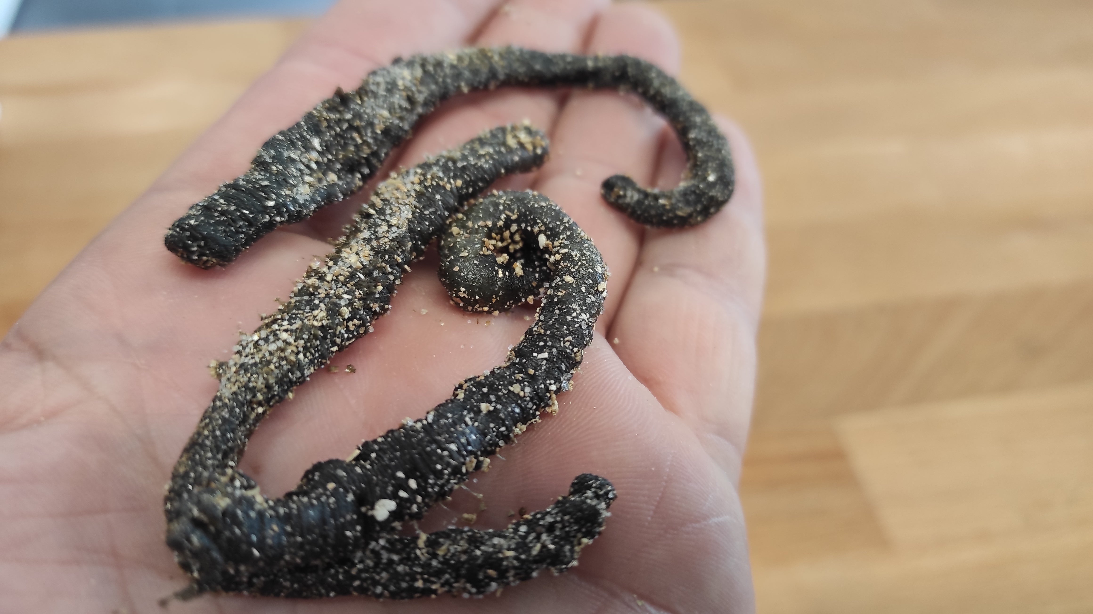 tock! Swattis Wattwürmer getrocknet